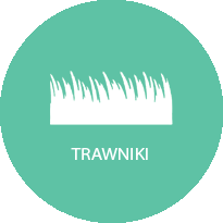 trawniki